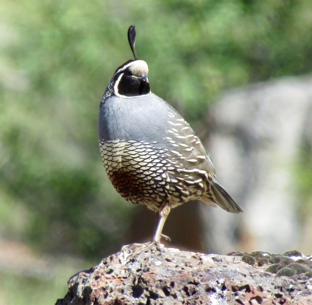 Quail The Idaho World